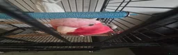 Cockatoo birds for sale: Galah cockatoo needs a new home  in Basildon - Advert 7