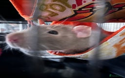 Rat rodents for sale: 2 male rats + cage and accessories  - Image 14