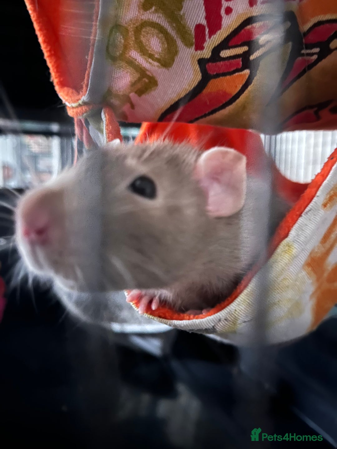 Rat rodents for sale: 2 male rats + cage and accessories  - Image 14