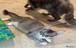 Maine Coon cats for sale: READY NOW BEAUTIFUL PEDIGREE MAINECOON KITTENS  - Image 12
