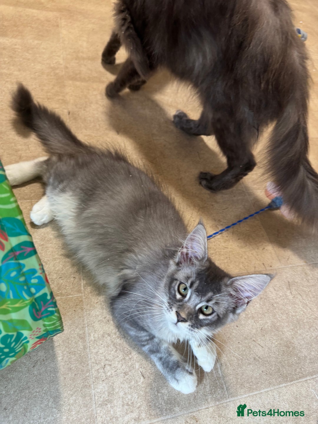 Maine Coon cats for sale: READY NOW BEAUTIFUL PEDIGREE MAINECOON KITTENS  - Image 12