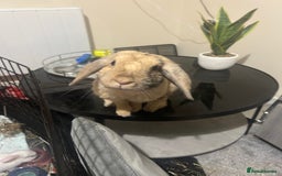 Mixed Breed rabbits for sale: Adorable Mini lop crosses  - Image 5
