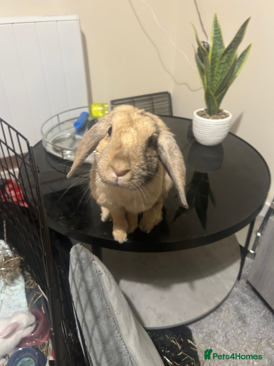 Mixed Breed rabbits for sale: Adorable Mini lop crosses  - Image 5