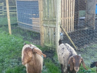 Goats livestock Red Boer goats - Advert 10