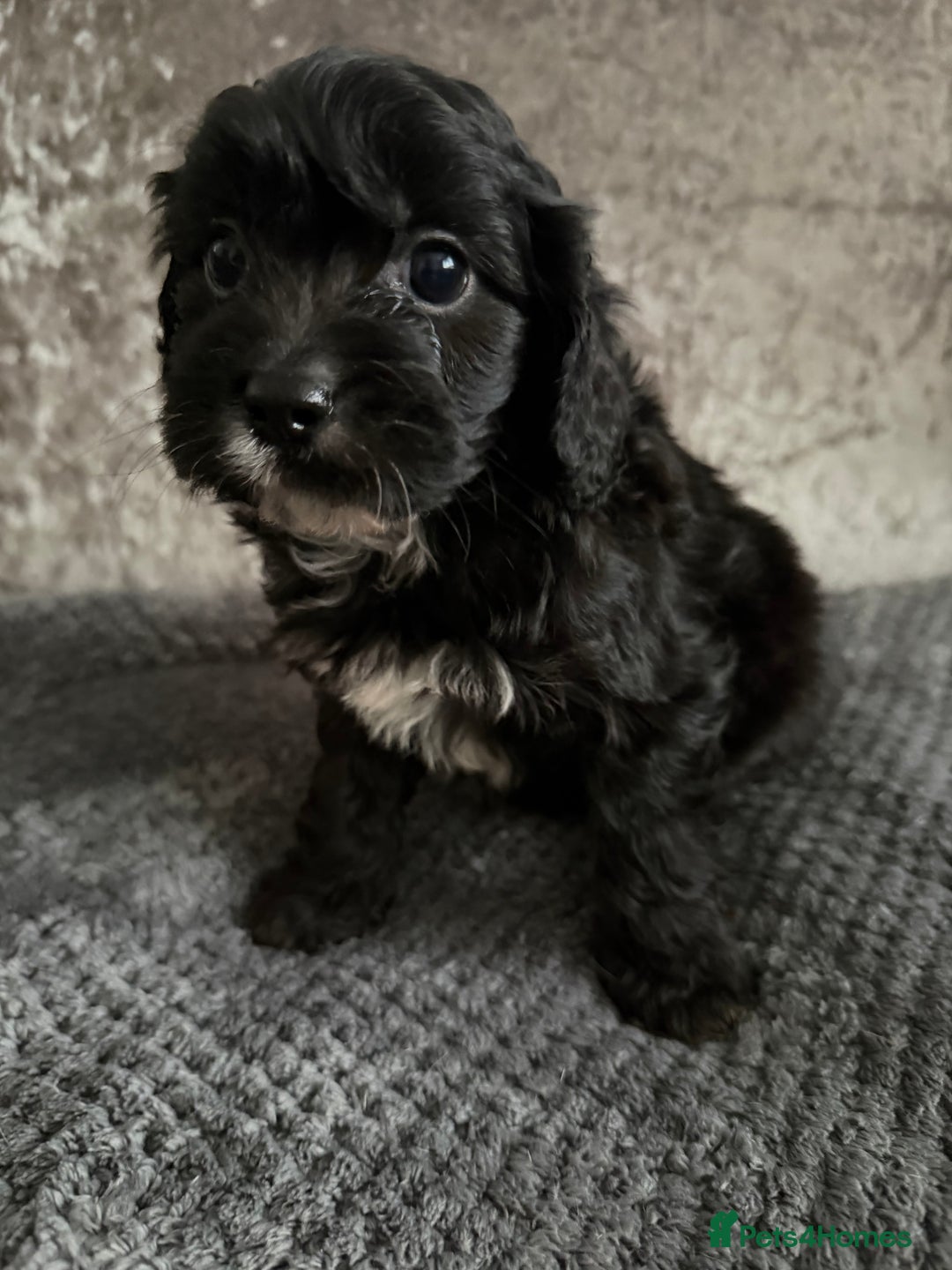 Maltipoo dogs for sale: F1 MALTIPOO PUPS - Advert 8