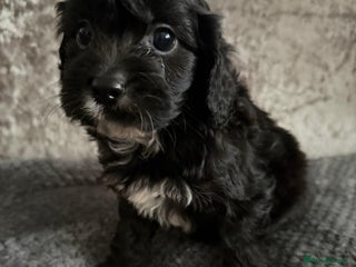 Maltipoo dogs F1 MALTIPOO PUPS - Advert 9