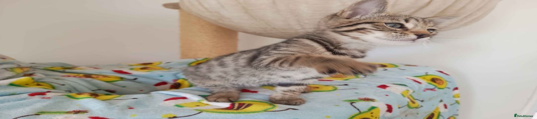 Bengal Kitten 1