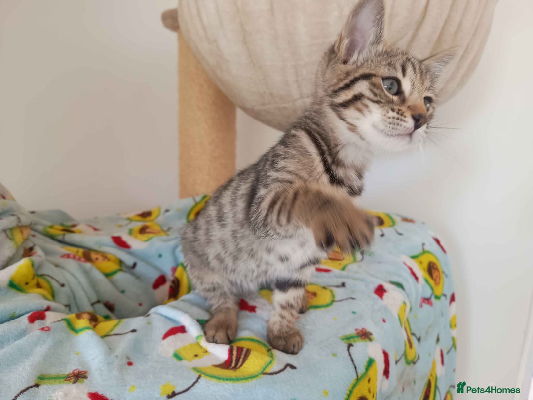 Bengal cats for sale: Bengal Torbie mix kittens, 1 female, 2 male - Image 8