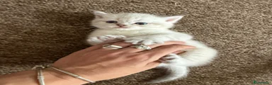 Elsa