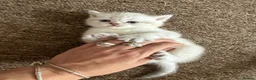 Scottish Fold cats for sale: 5 Beautiful Scottish Fold & straight Kittens - Advert 6