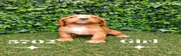 Cocker Spaniel dogs for sale: Beautiful Cocker spaniel  - Advert 6