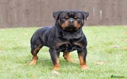 Rottweiler dogs for sale: Beautiful Rottweiler Puppies Available 🐾❤️ - Image 3
