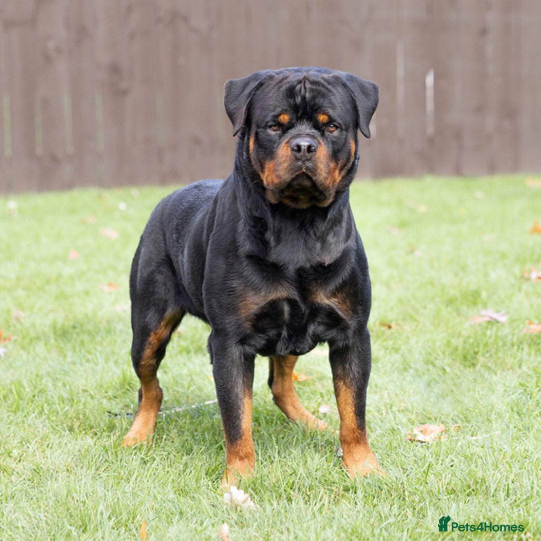 Rottweiler dogs for sale: Beautiful Rottweiler Puppies Available 🐾❤️ - Image 3
