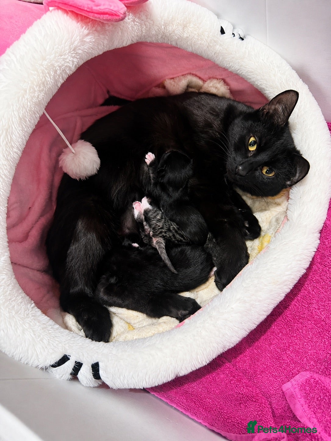 Mixed Breed cats Kittens - Advert 2