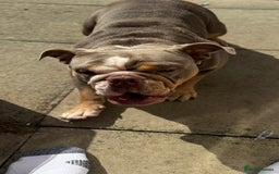 English Bulldog dogs for sale: Lilac English British Bulldog  - Image 6