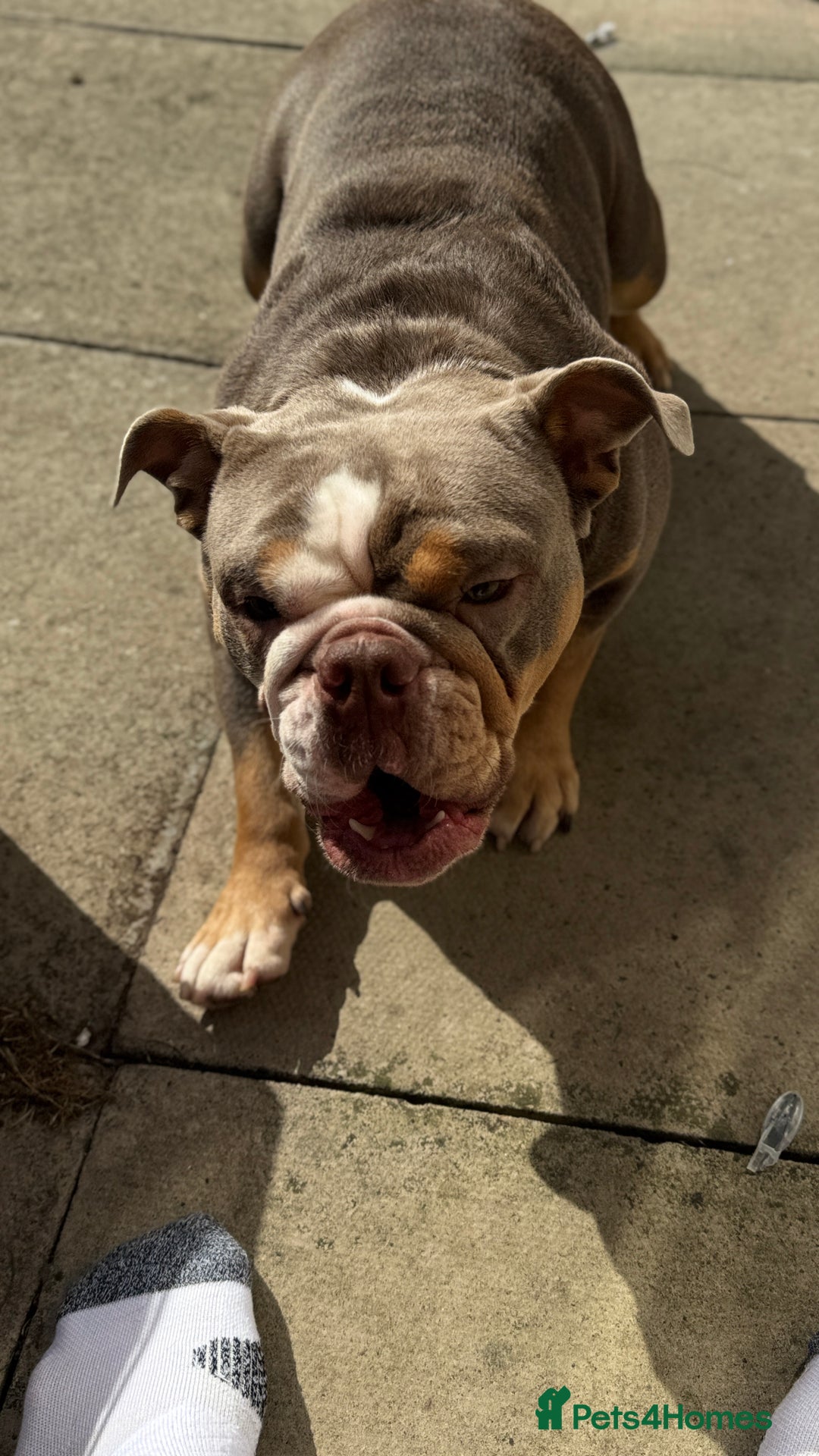 English Bulldog dogs for sale: Lilac English British Bulldog  - Image 6