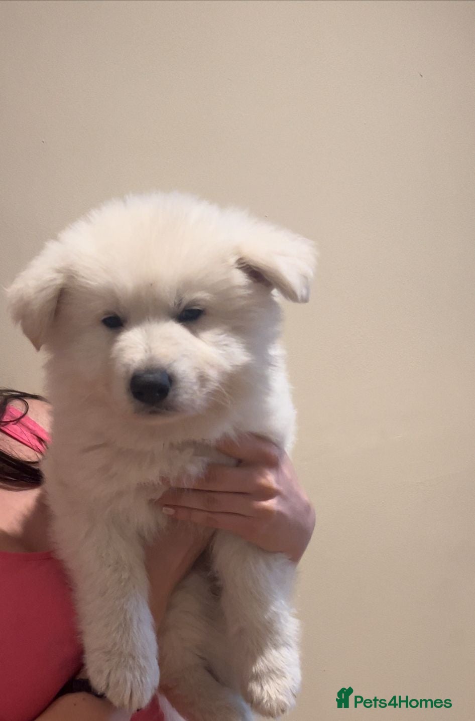 White Swiss Shepherd dogs Chunky White Swiss Shepherd Puppies in London. - Advert 3