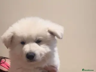 White Swiss Shepherd dogs Chunky White Swiss Shepherd Puppies in London. - Advert 3