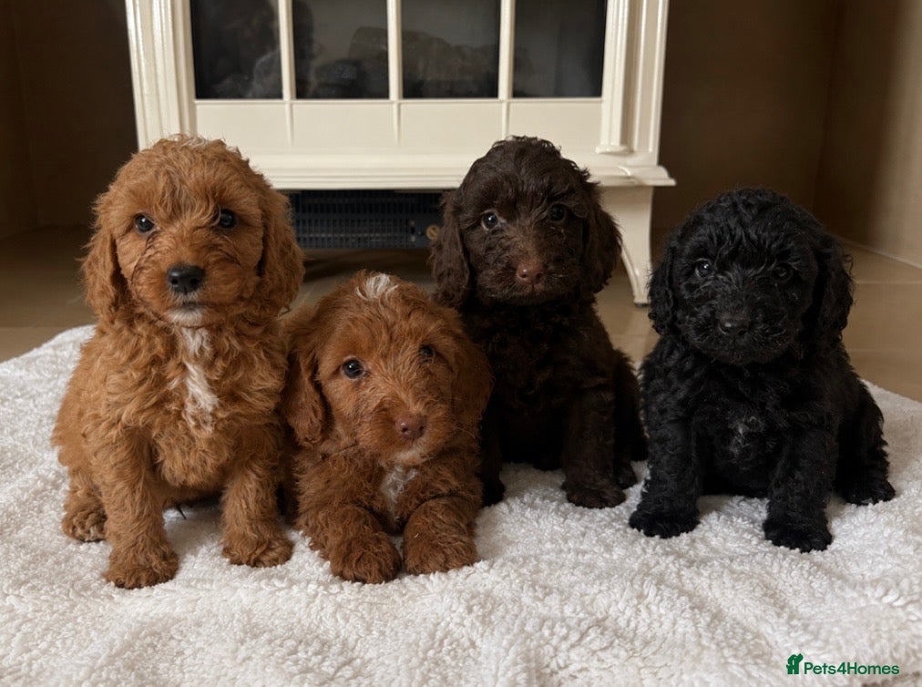 Cockapoo dogs Gorgeous cockapoo puppies - Advert 1