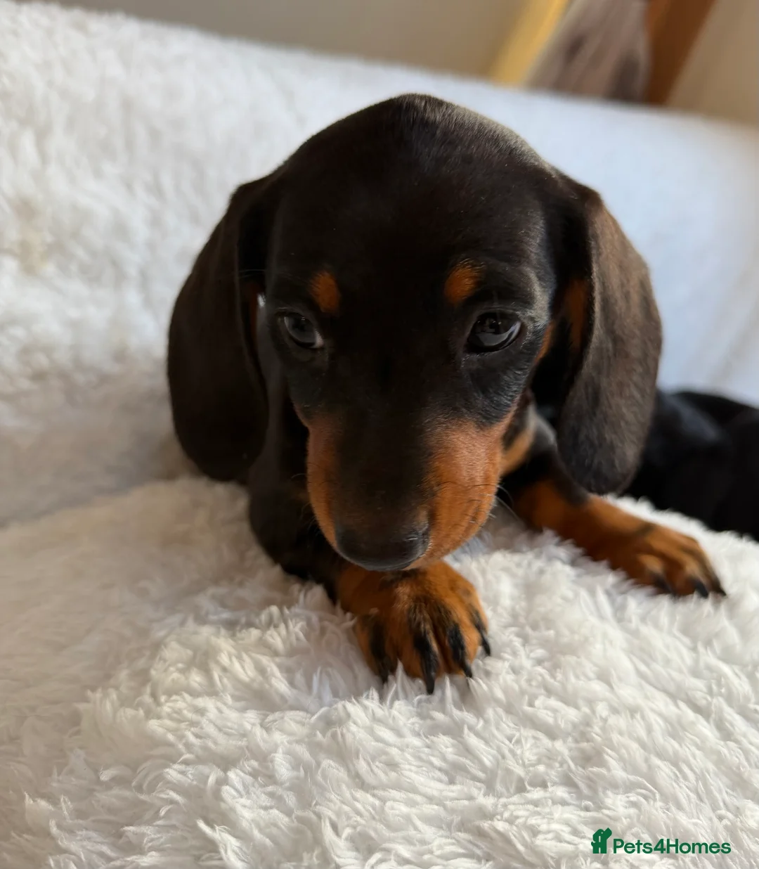 Miniature Dachshund dogs for sale: Beautiful Miniature Dachshund puppies for sale - Advert 11