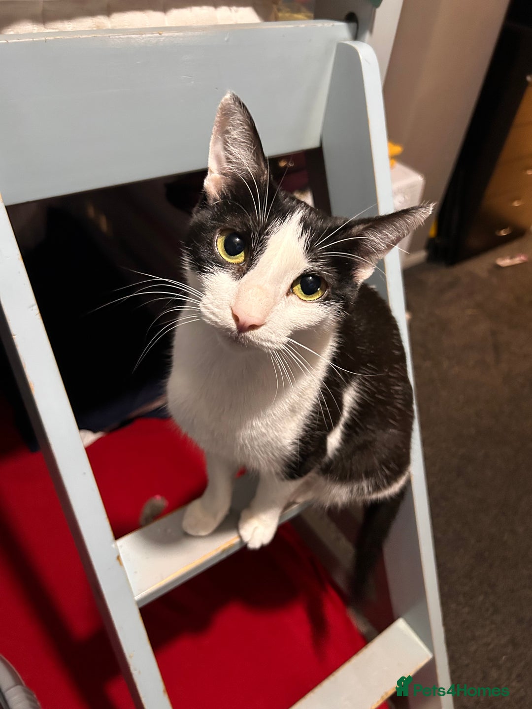 Mixed Breed cats for sale: Kittens for sale 2 male 3 female  - Advert 1