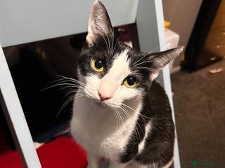 Mixed Breed cats Kittens for sale 2 male 3 female - Advert 17