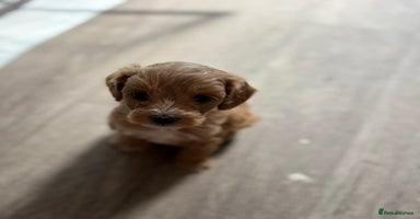 Maltipoo dogs - Advert 2