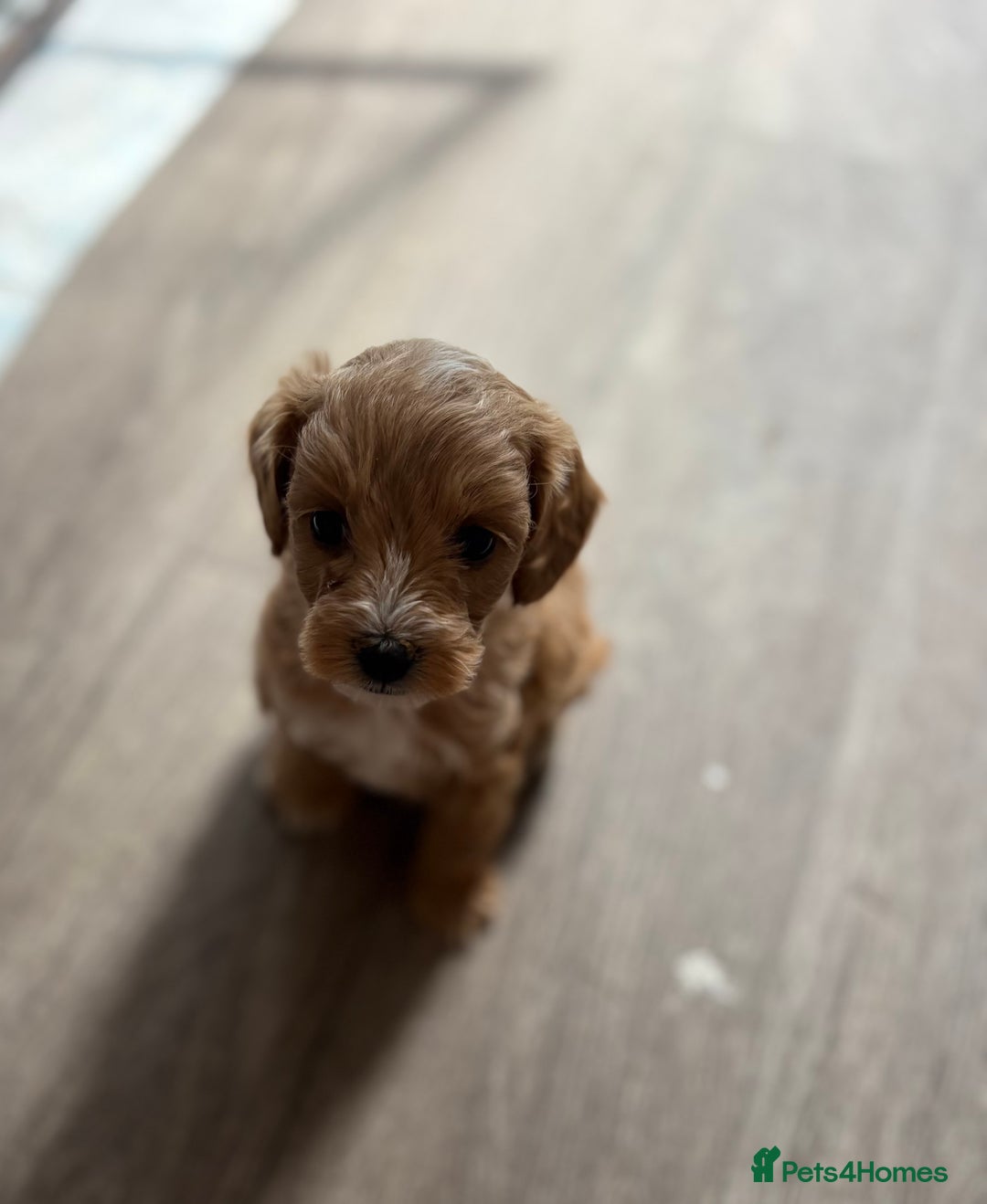 Maltipoo dogs for sale: Last boy left 💙💙 - Image 2
