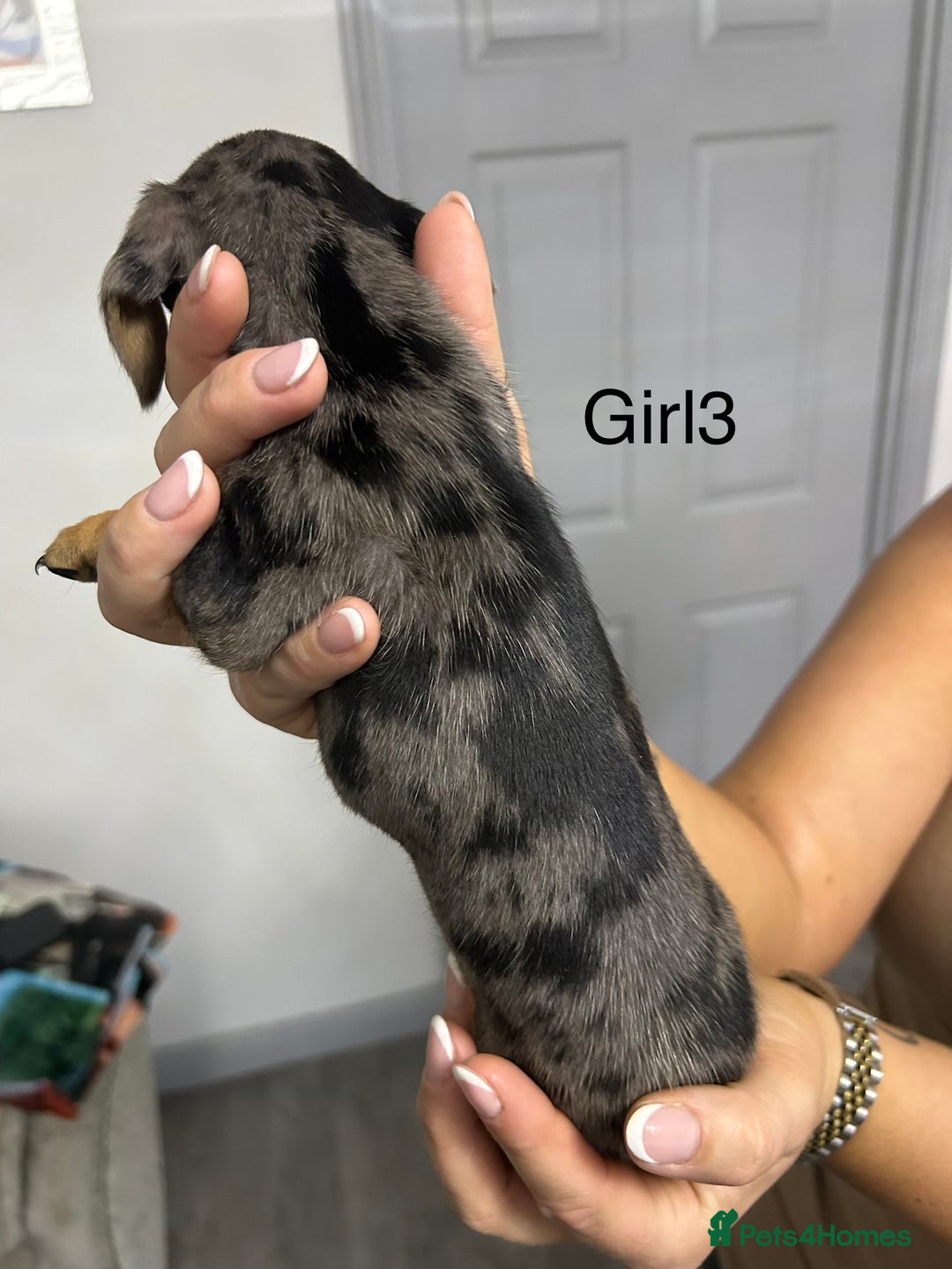 Miniature Dachshund dogs for sale: Miniature dachshund puppies  - Advert 7