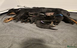 Rottweiler dogs for sale: Rottweiler  - Image 2