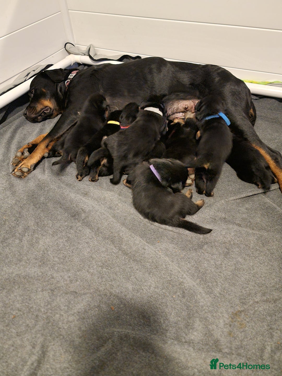 Rottweiler dogs for sale: Rottweiler  - Image 2