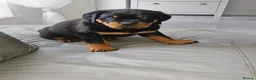 Rottweiler dogs for sale: KC Registered Rottweiler Puppies 4 Beautiful Males in Gainsborough - Advert 22