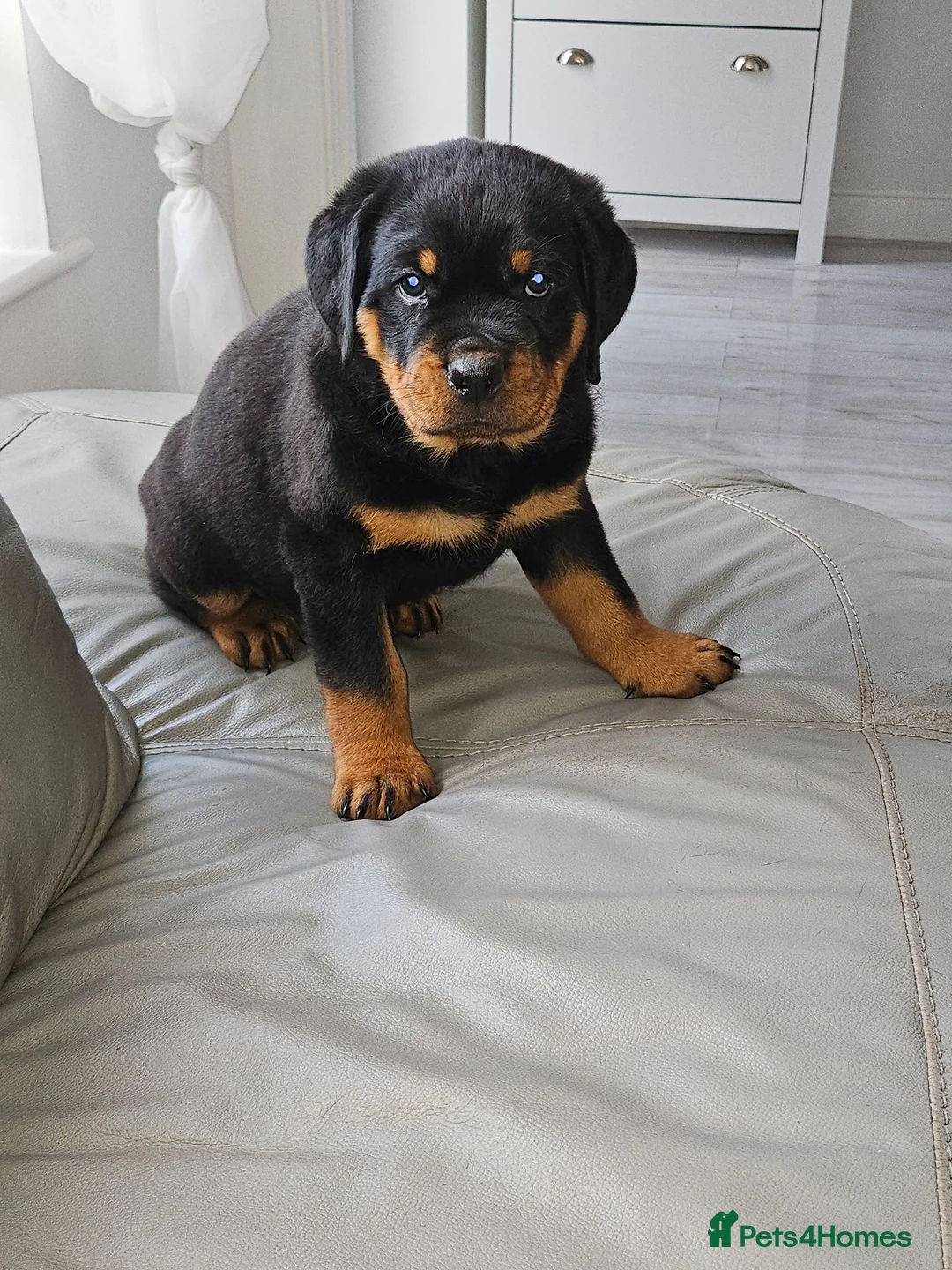 Rottweiler dogs for sale: KC Registered Rottweiler Puppies 4 Beautiful Males in Gainsborough - Advert 22