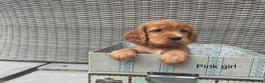 Cocker Spaniel 6