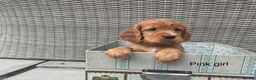 Cocker Spaniel dogs for sale: Hereditary clear working cocker spaniels in Ingatestone - Advert 13