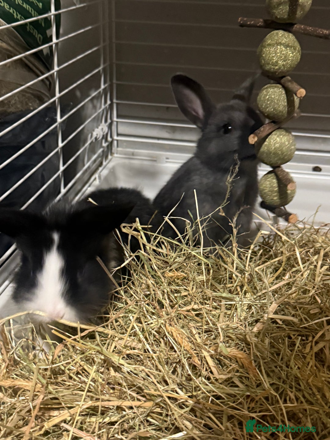 Mini Lion Lop rabbits for sale: lionlop baby bunny’s  - Image 18