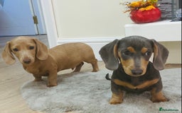 Miniature Dachshund dogs for sale: Miniature dachshunds - Image 7