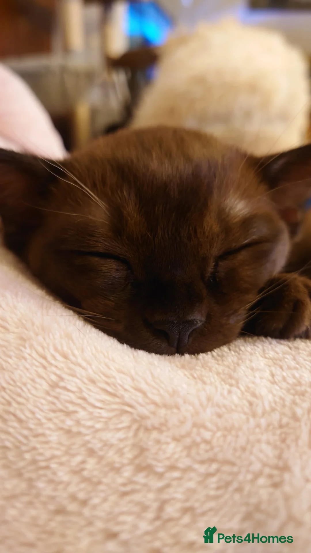 Burmese cats for sale: Tiny Diva with a Big Personality 😸  - Advert 2