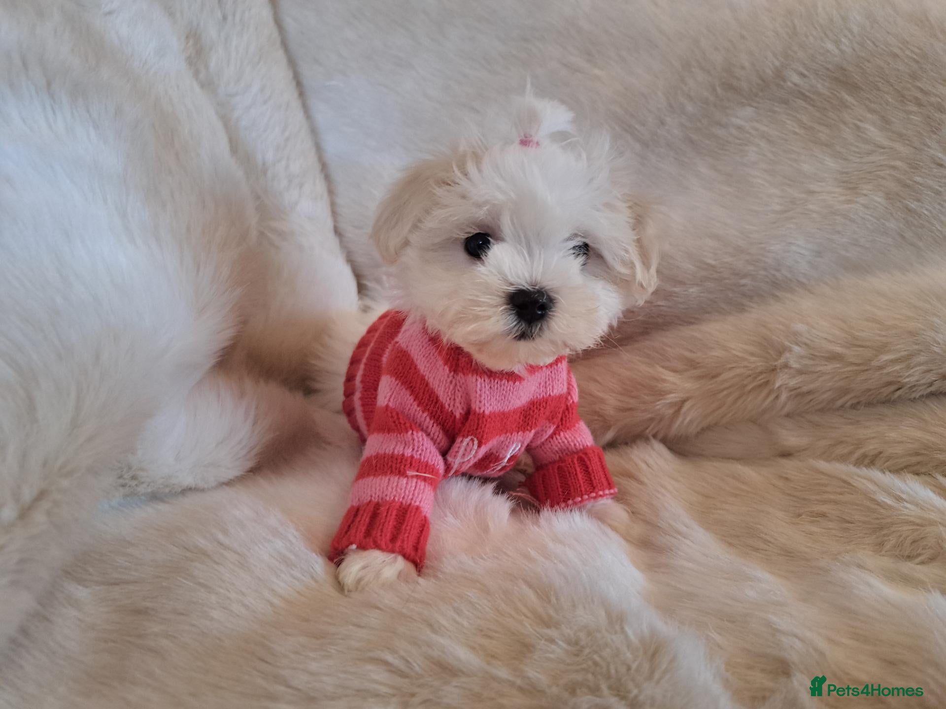 Maltese dogs Kc Maltese 3 females  - Advert 3
