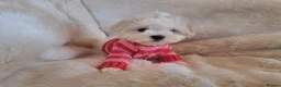 Maltese dogs for sale: Kc Maltese 3 females  - Advert 1