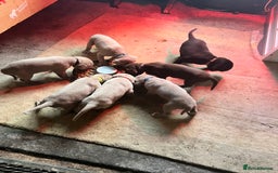 Cane Corso dogs for sale: Exceptional litter, Italian Cane Corsos, ICCF Peds - Image 2