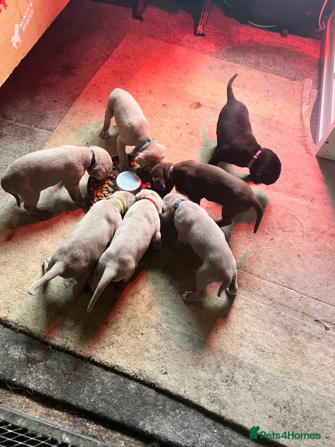Cane Corso dogs for sale: Exceptional litter, Italian Cane Corsos, ICCF Peds - Image 2