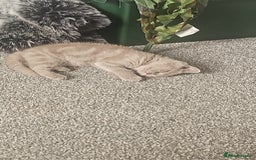 Brazilian Shorthair cats for sale: British short hair  - Image 1
