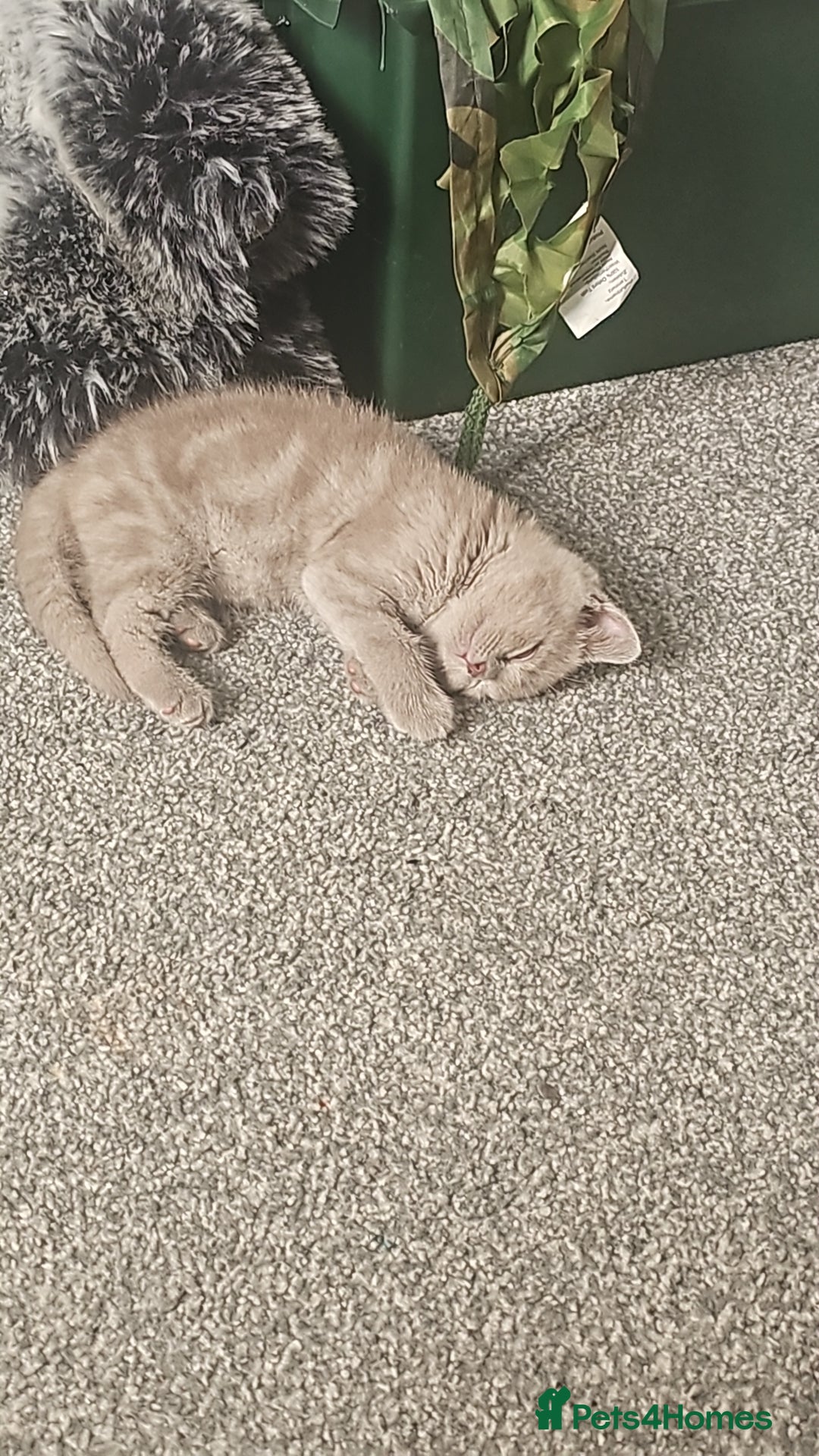 Brazilian Shorthair cats for sale: British short hair  - Image 1