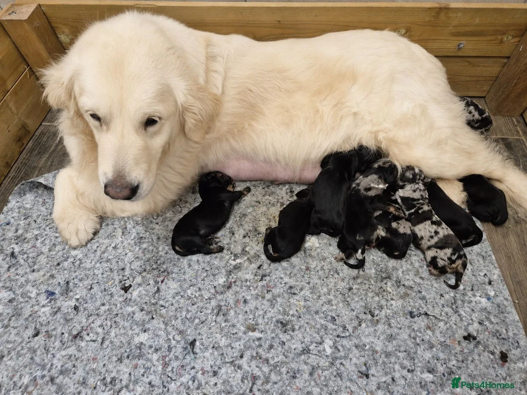 Mixed Breed dogs for sale: Dakota Sport Retriever (Special Colours) - Advert 15