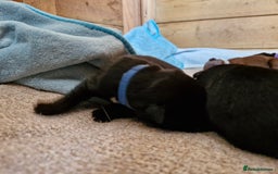 Mixed Breed dogs for sale: Dalmatian shepherd  - Image 9
