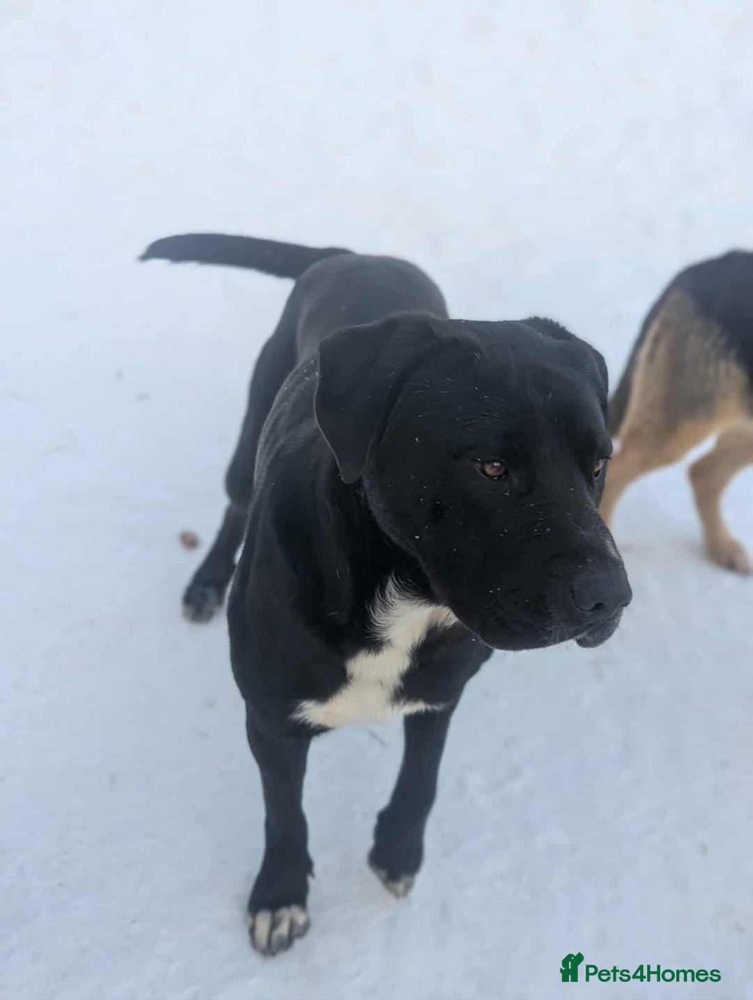 Mixed Breed dogs for adoption: Oreo 🖤 - Advert 7