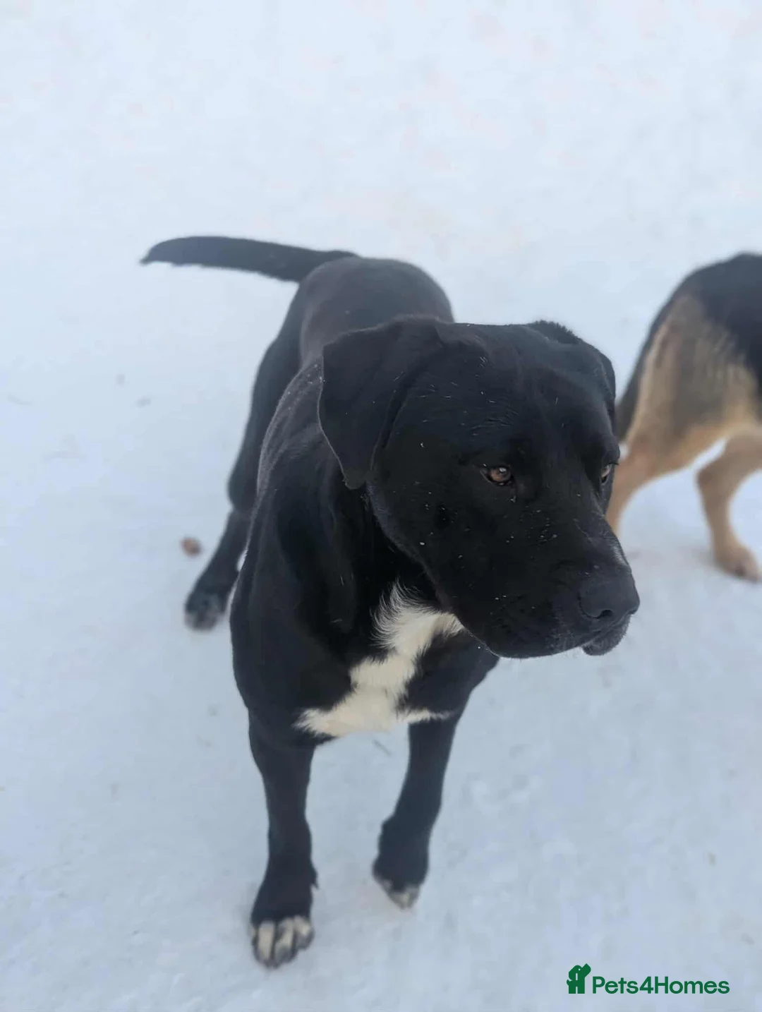 Mixed Breed dogs for adoption: Oreo 🖤 - Advert 7