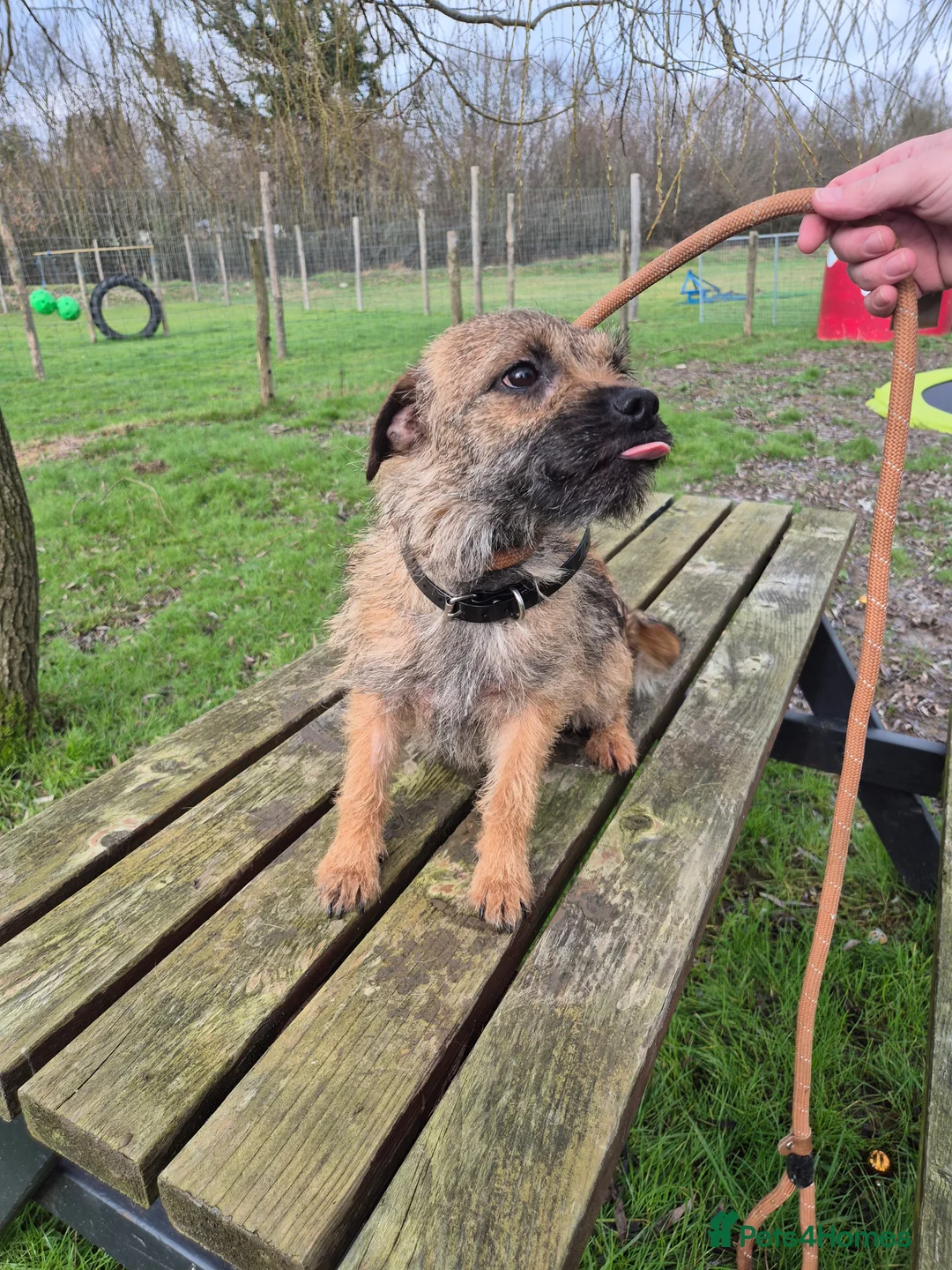 Border Terrier dogs for sale: Adult Border Terrier Female - Advert 4