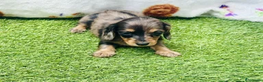 Miniature Dachshund 2